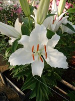 [5333 Kayenta VH No02.JPG]